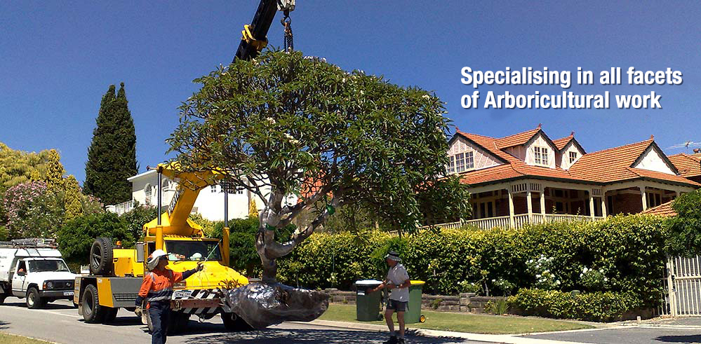 Tree removal in Perth