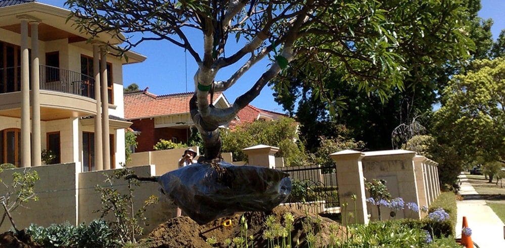 Pruning & Maintenance