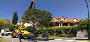 Tree relocation
