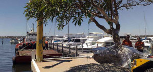 Transplant site preparation