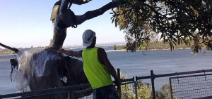 Root ball management