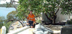 Successfully transplanted tree